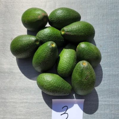 BATCH 3 OF TEN PEARSHAPED FUERTE AVOCADOS PLUCKED THURSDAY 16 AUG READY TO EAT IN 10 DAYS
